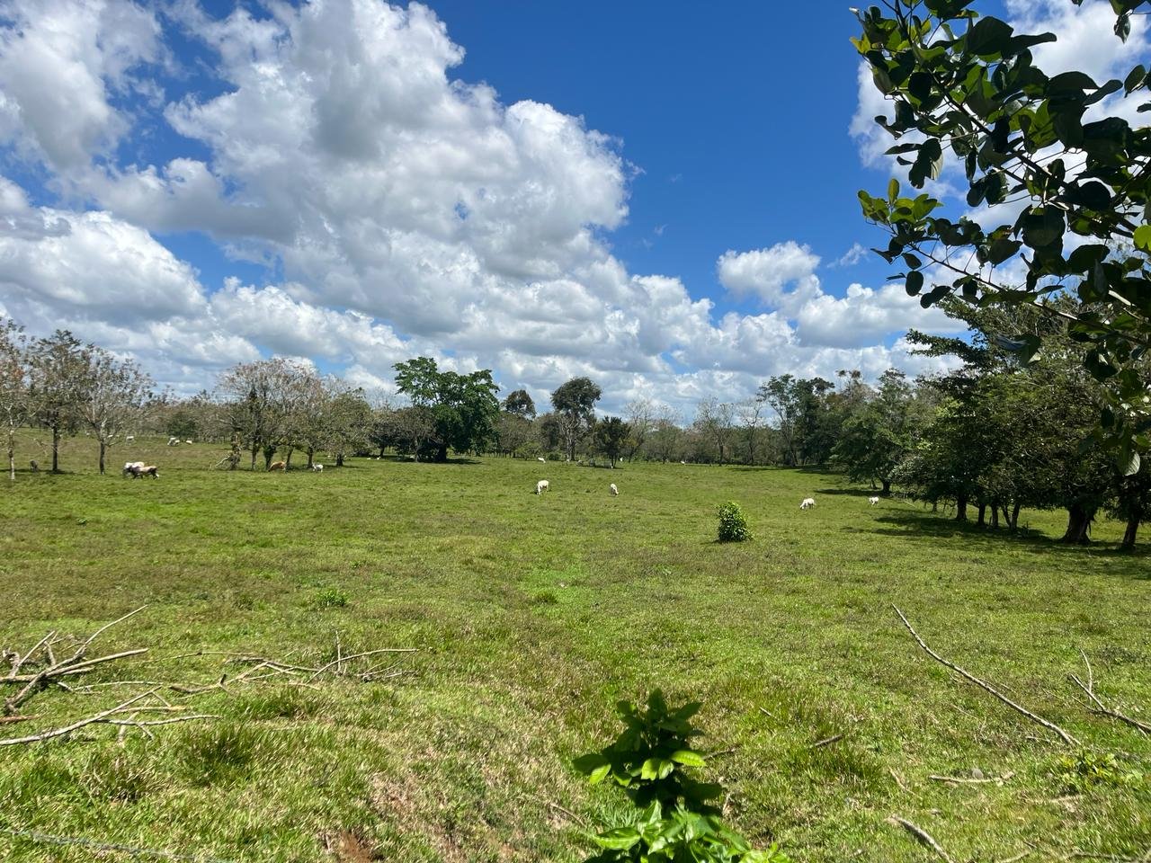 Finca Los Guayabos