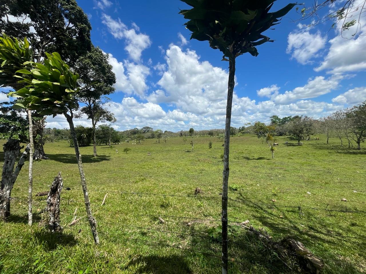 Finca Los Guayabos
