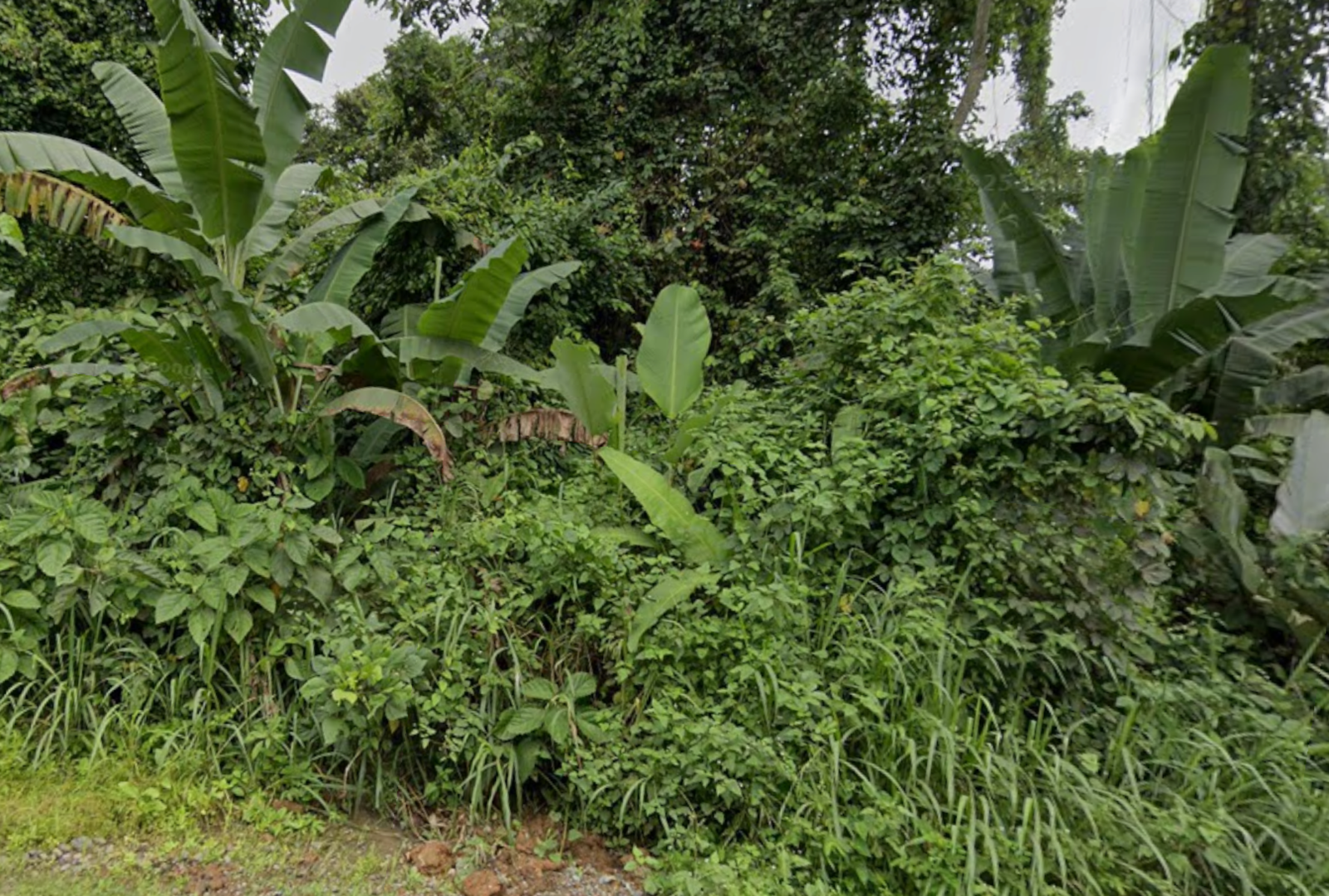 Finca Hone Creek